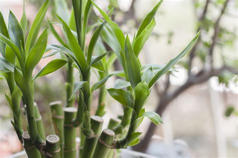 蓮蕉花風水|風水植物｜不只富貴竹！7款招財/招桃花植物推介+不 